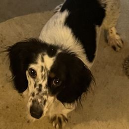 Dachshunds from Lady Maye Dachshund's