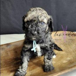 Old Fashioned - Sable male Cockapoo puppy in Mancelona, Michigan from Lavender poodles & doodles