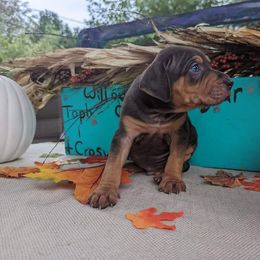 Catahoula Leopard Dog Puppies from Winged Catahoulas