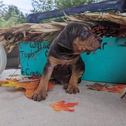 Catahoula Leopard Dog Puppies from Winged Catahoulas