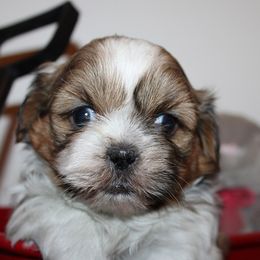 Girl 1 - Red and white female Shih Tzu puppy in Craig, Colorado from Rocky Mountain Shih Tzus and Dry Creek Miniature Dachshunds