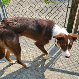 Mick - Border Collie