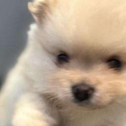 Pomeranians from Adorable PomPoms