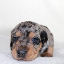 Bobbi - Dapple male Dachshund puppy in Fairfax, Iowa from Grayson’s Lovable Dachshunds