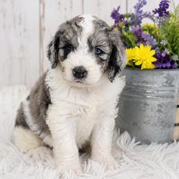 Bernedoodle, Goldendoodle, and Poodle Puppies from Gentle Paw Goldendoodles