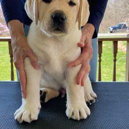 Labrador Retriever Puppies from Swinging Bridge Labrador Retrievers