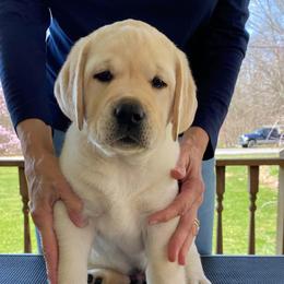 Labrador Retriever Puppies from Swinging Bridge Labrador Retrievers