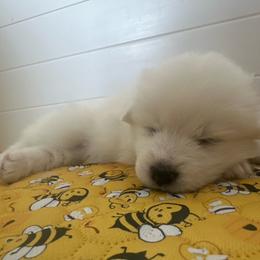 Boy 1 - White male Samoyed puppy in Phoenix, Arizona from Diamond Star Samoyeds