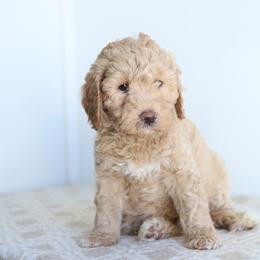 Navy - Cream male Australian Labradoodle puppy in Williamstown, New York from Lewis Manor Labradoodles