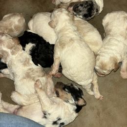 Goldendoodle and Poodle Puppies from Corbin’s Southern Curl’s
