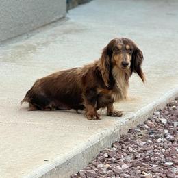 AKC Choc Tan Dapple Female - Dapple female Dachshund puppy in Horizon City, Texas from Micah's Minis