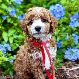 TOY Maggie - Red  female Goldendoodle puppy in North Port, Florida from Paradise Coast Doodles