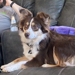 Bonnie - Miniature Australian Shepherd