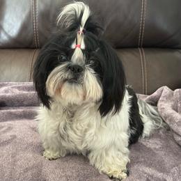 Misha - Shih Tzu