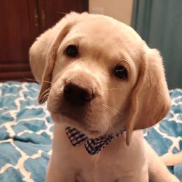 Labrador Retrievers from Sugar Mill Labradors