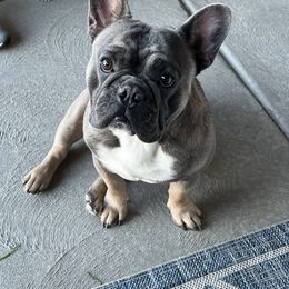 Jet - French Bulldog