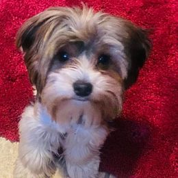 J - Yorkshire Terrier