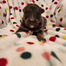 Lazuli - Blue female German Shepherd puppy in Los Lunas, New Mexico from Mali's German Shepherds
