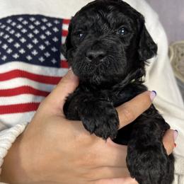Boy 5 - Black male Goldendoodle puppy in Frederick, Maryland from Loving Doodles