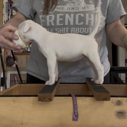 Fries - White and tan female American Bulldog puppy in Varnville, South Carolina from DF's Unlimited Ruff