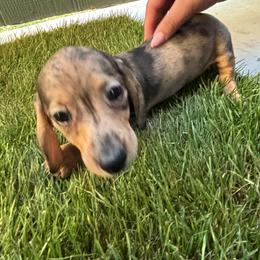 Dachshund Puppies from Story Dachshunds