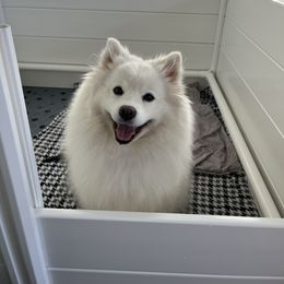 American Eskimo Dog Puppies from Northland Skies Eskies