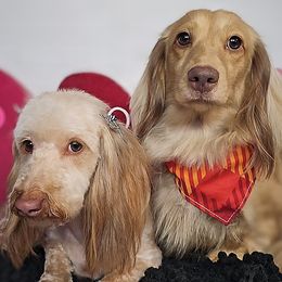 Dachshunds from Jane’s Joy Longhair Dachshunds