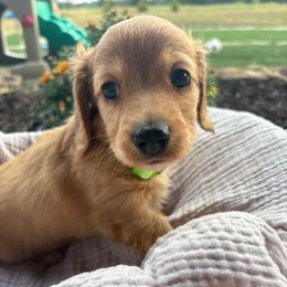 Rubble - Cream male Dachshund puppy in West Plains, Missouri from Little Legs Legacy