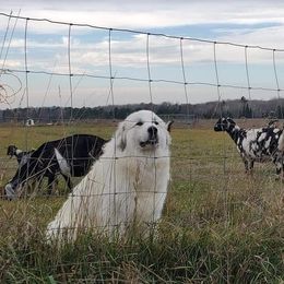 YODEL - Great Pyrenees