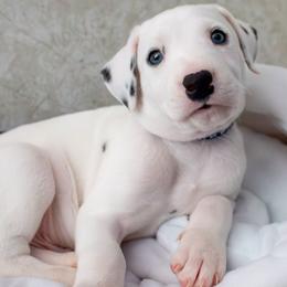 Navy - White and black male Dalmatian puppy in Hastings, Florida from Love My Spotty Dalmatians