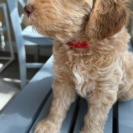 Kit Kat - Goldendoodle puppy from DogHouse Doodles