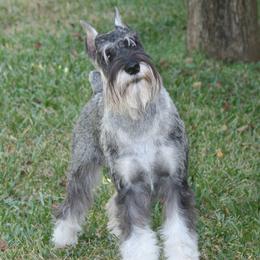 Standard Schnauzers from Steadfast Standard Schnauzers