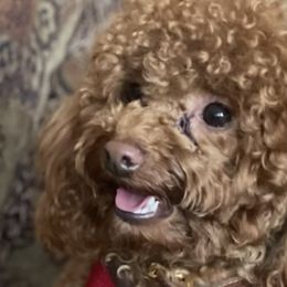 Poodles from CORONA TOY POODLES
