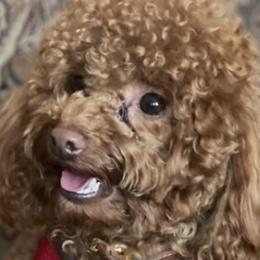 Poodles from CORONA TOY POODLES