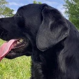 Honey - Labrador Retriever