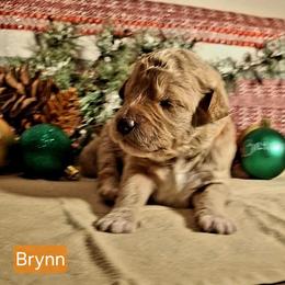Brynn - Apricot female Goldendoodle puppy in Hendersonville, Tennessee from Ben's Best Buddy Goldendoodles