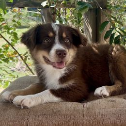 Honor - Red tri female Miniature Australian Shepherd puppy in Elkhart, Texas from Donaldson Dogz