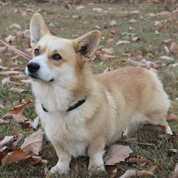 Pembroke Welsh Corgis from Sunnyhill Corgis