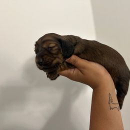 Ciabatta (Shaded red) - Red female Dachshund puppy in Mc Donough, Georgia from L & J Kennel