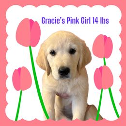 Golden Retriever Puppies from Family Loved Golden Retrievers