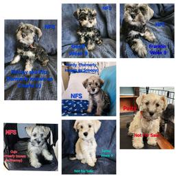 Schnoodle Puppies from Smart Schnauzers & Schnoodles