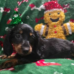 Bigger girl - Black and tan female Dachshund puppy in Lyle, Washington from Wines Wienery