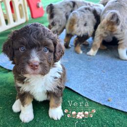 Vera - Red phantom female Aussiedoodle puppy in Vinemont, Alabama from Cotton Country Kennels