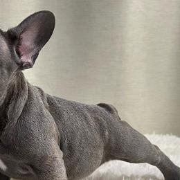 French Bulldogs from Finalstagebulldogs