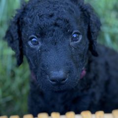 Curly-Coated Retriever Puppies from Pizzazz Retrievers
