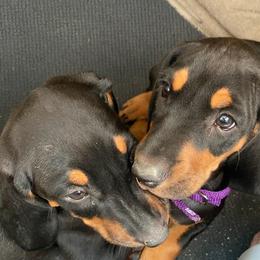 Black and Tan Coonhound Puppies from BT Coonhound