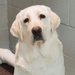 Cotton - Labrador Retriever