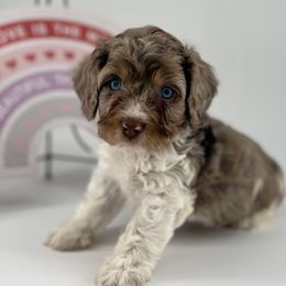 Cockapoo Puppies from Daisy and Dollie’s Little Darlins