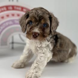 Cockapoo Puppies from Daisy and Dollie’s Little Darlins