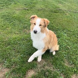 Dune - Australian Shepherd